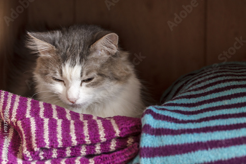 Gray fluffy cat sleeping in a closet on a shelf with wool knitted things photo