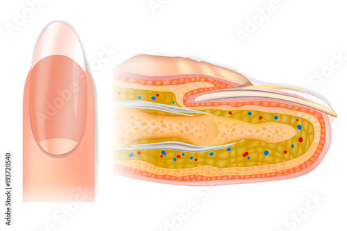 Human cross-section finger structure. The Anatomy of a Finger and Nail 