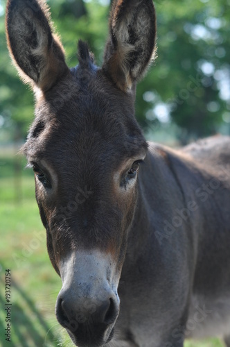 Donkey Face