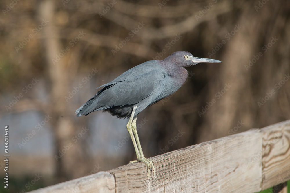 Little Blue Heron at Brazos Bend State Park Little Blue Heron at Brazos Bend State Park