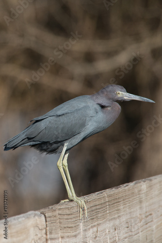 Little Blue Heron at Brazos Bend State Park