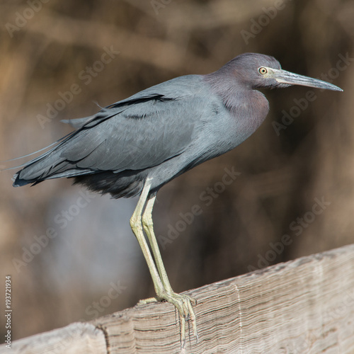 Little Blue Heron at Brazos Bend State Park