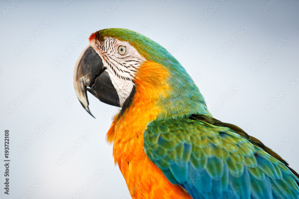 A portrait of a colorful Macaw taken in the Bahamas on Farmer's Cay.