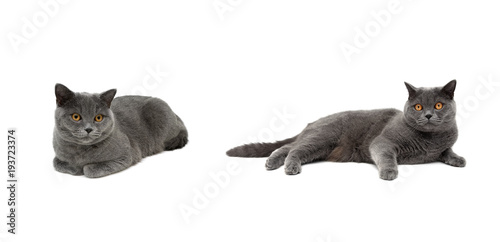 gray cat with yellow eyes lies on a white background