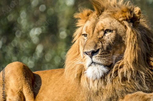 Fototapeta Naklejka Na Ścianę i Meble -  Close-up of male lion lying on a branch