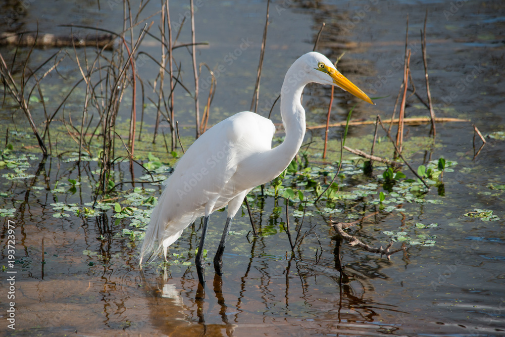 Naklejka premium Egret in Brazos Bend State Park