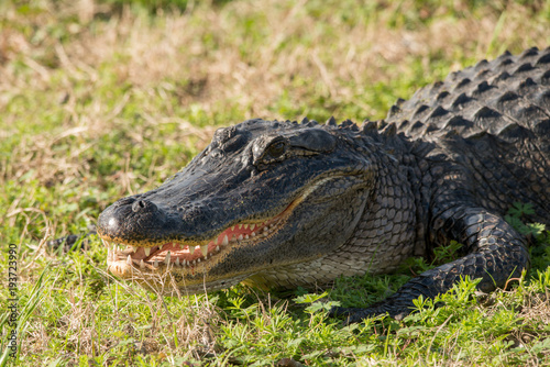 Alligator at Brazos Bend State Park