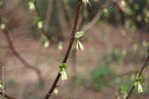 branch