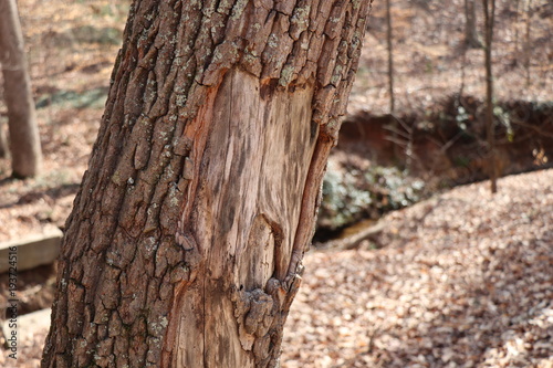 tree
