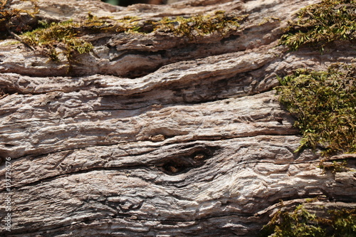 bark