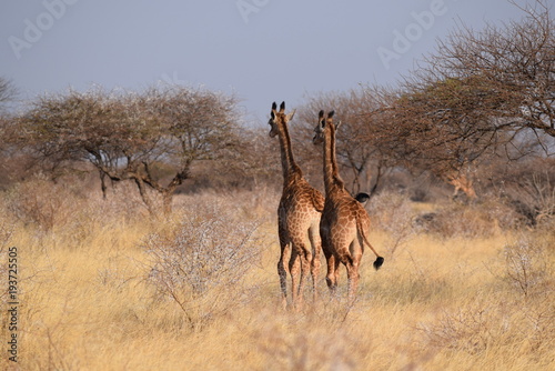 La course des girafons