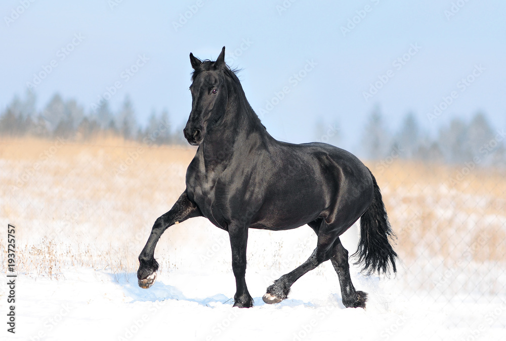 black friesian horse runs free in winter field black friesian horse runs free in winter field