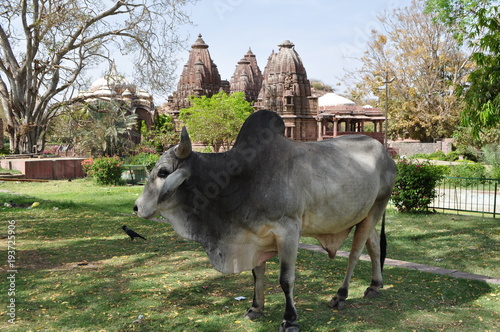 Kuh vor Palast in Indien