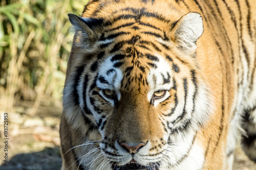 Fototapeta Naklejka Na Ścianę i Meble -  Close-up of Siberian Tiger