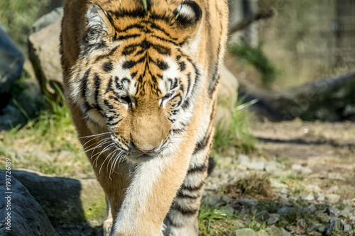 Fototapeta Naklejka Na Ścianę i Meble -  Close-up of Siberian Tiger