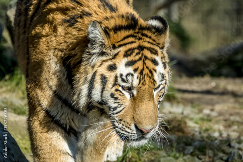 Fototapeta Naklejka Na Ścianę i Meble -  Close-up of Siberian Tiger