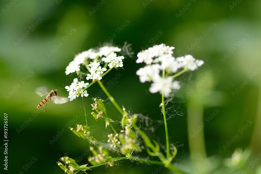 A hoverfly flying towards a flower, on a blurred green background A hoverfly flying towards a flower, on a blurred green background