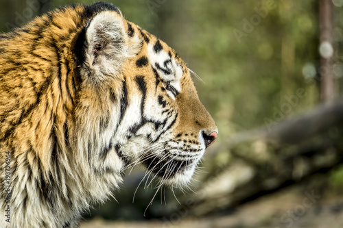 Fototapeta Naklejka Na Ścianę i Meble -  Close-up of Siberian Tiger