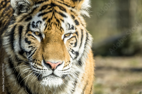 Fototapeta Naklejka Na Ścianę i Meble -  Close-up of Siberian Tiger
