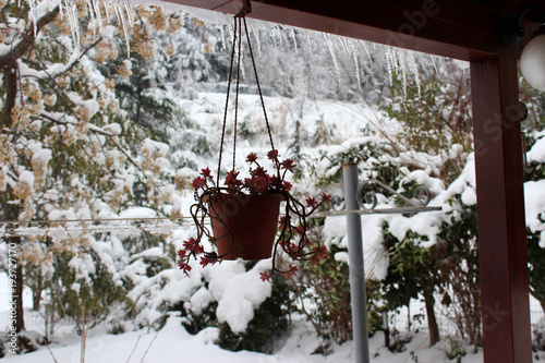 vaso con fiori pensile e giardino innevato photo