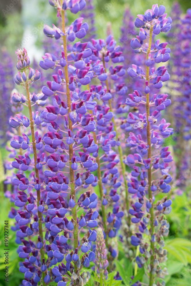 Staudenlupinen (Lupinus polyphyllus) - lila Staudenlupinen (Lupinus polyphyllus) - lila
