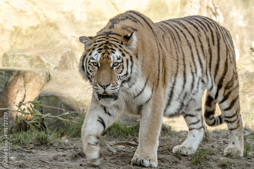 Fototapeta Naklejka Na Ścianę i Meble -  Close-up of Siberian Tiger