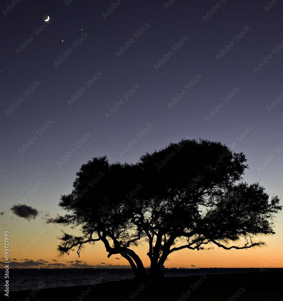 Silhouette of a live oak tree at sunset with the moon, Venus and Jupiter above. The Bogue Sound in North Carolina is in the background.