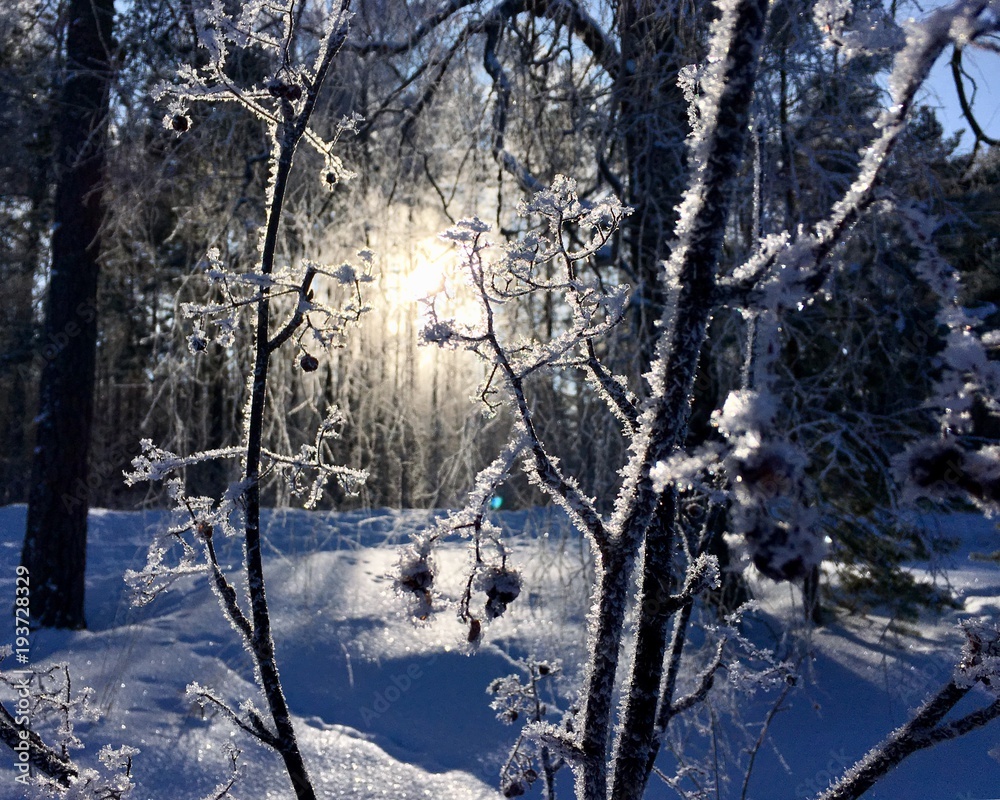 Fototapeta premium Frozen branches in the sunlight 
