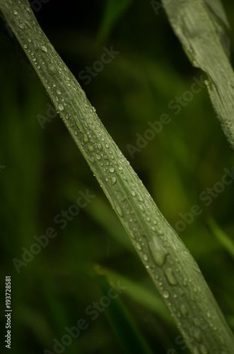 Gotas