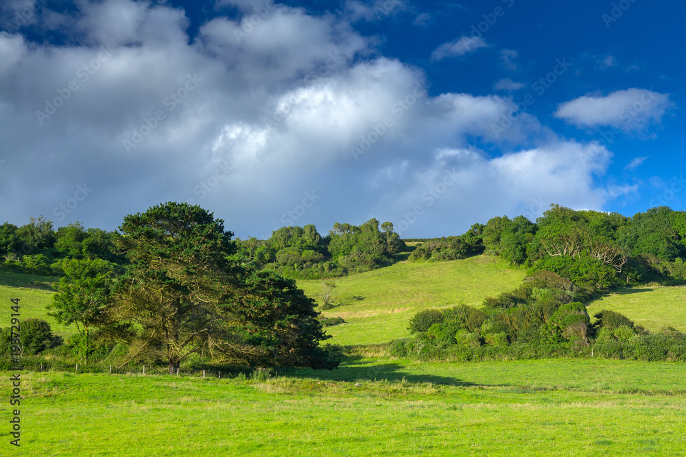 Green picturesque hill with trees. Good sunny weather. Branscombe. Devon. UK Green picturesque hill with trees. Good sunny weather. Branscombe. Devon. UK