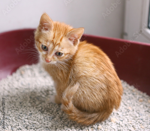 Fototapeta Naklejka Na Ścianę i Meble -  red kitten in cat litter having toilet close up photo