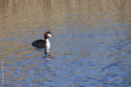 Great Crested Grebe 