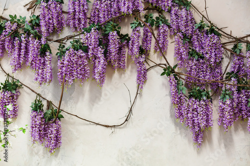 Cascading purple wisteria blossoms photo
