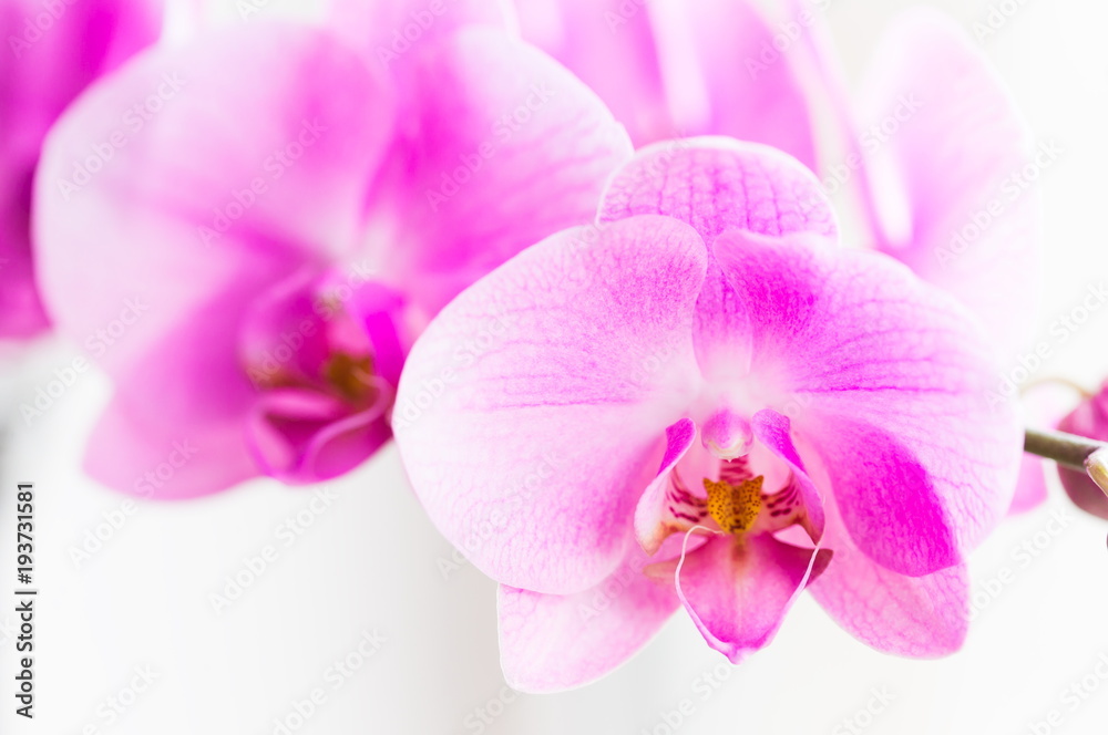 Flowers. Pink orchids. White background