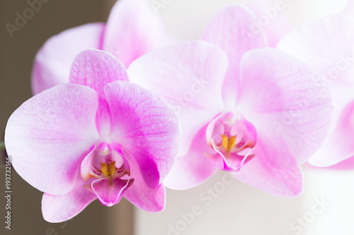 Flowers. Pink orchids. Home background