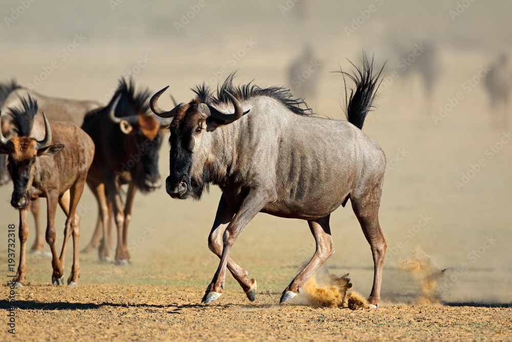 A blue wildebeest (Connochaetes taurinus) running in dust, Kalahari desert, South Africa.
