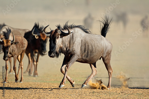 A blue wildebeest (Connochaetes taurinus) running in dust, Kalahari desert, South Africa.