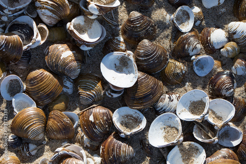 River shells on the Rhine or Waal beach, coast, Biesbosch Natur Park in Holland