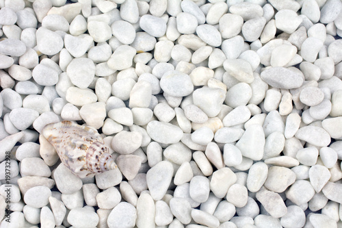 seashells on pebble beach gray close up, copy space, selective focus