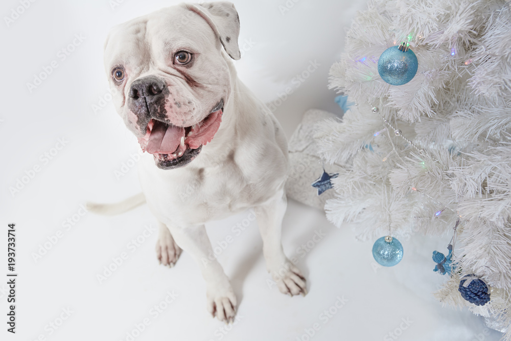Dog near the New Year's white Christmas tree