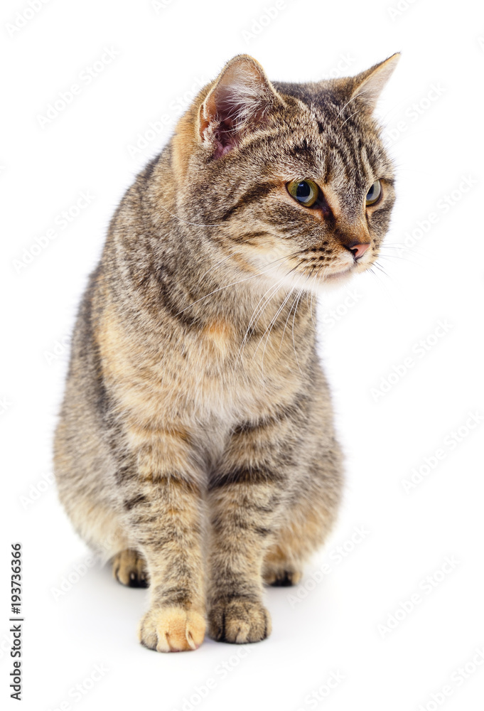 Kitten on white background. Kitten on white background.