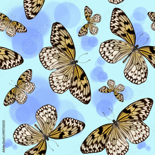 Seamless pattern of tropical butterflies Idea Leuconoe on blue background with circles © torook