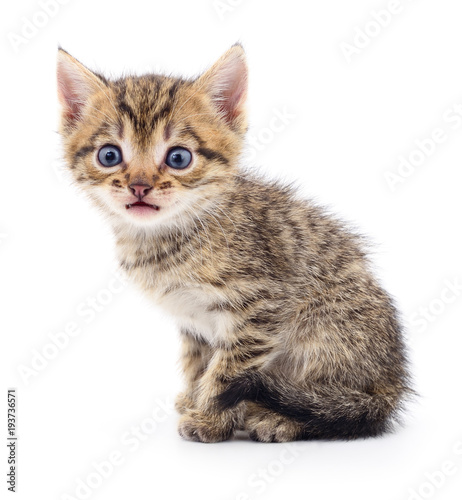 Kitten on white background.