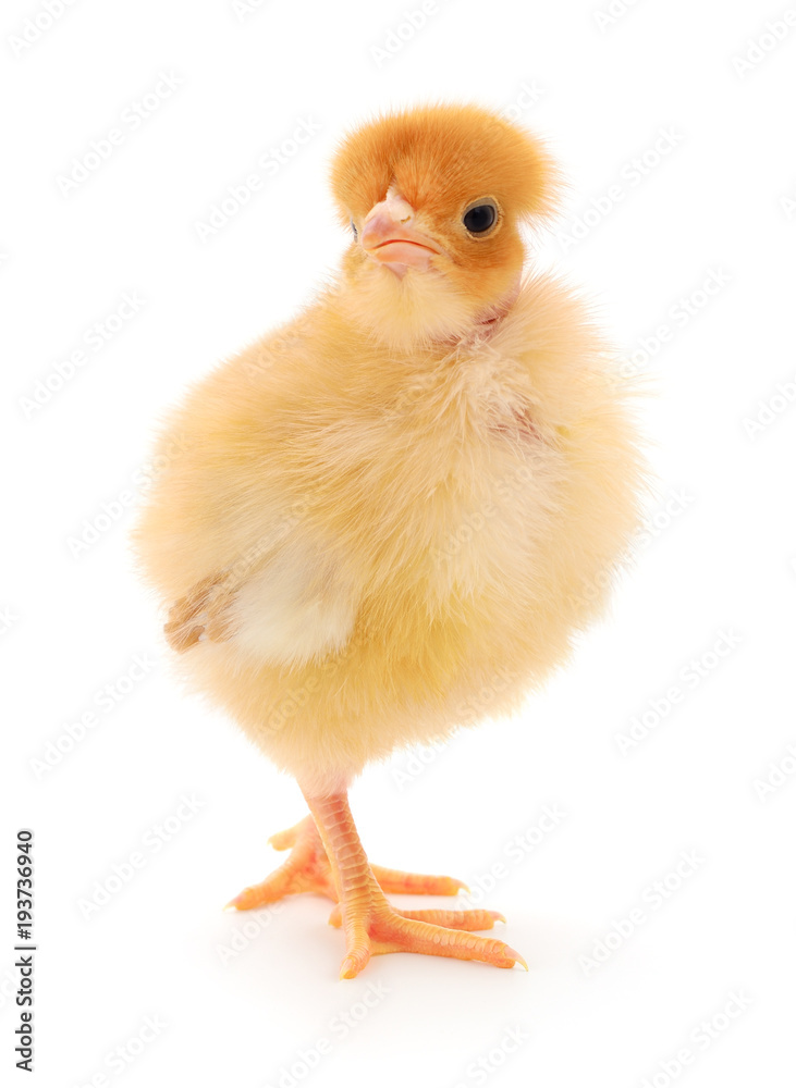 Fototapeta premium Small yellow chicken