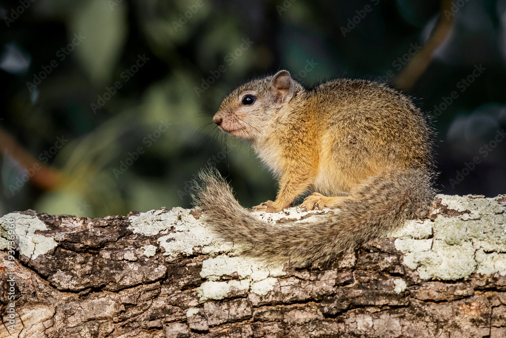 Treee squirrel in Krugerpark in South Africa Treee squirrel in Krugerpark in South Africa