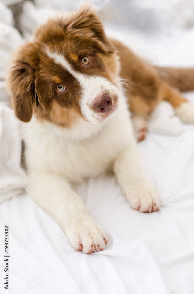 Curious puppy of australian shepherd lying on the bed 