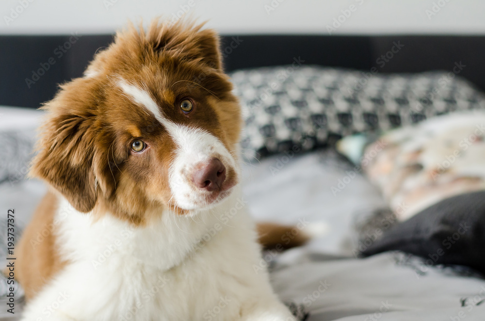 Curious puppy of australian shepherd sitting on bed  - obrazy, fototapety, plakaty 