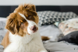 Curious puppy of australian shepherd sitting on bed 