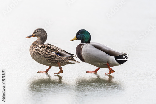 Dwie kaczki spacerują po lodzie, Kaczor i kaczuszka na szarym tle, para kaczek