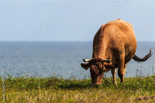 Fototapeta Naklejka Na Ścianę i Meble -  cow grazing with the sea in the background